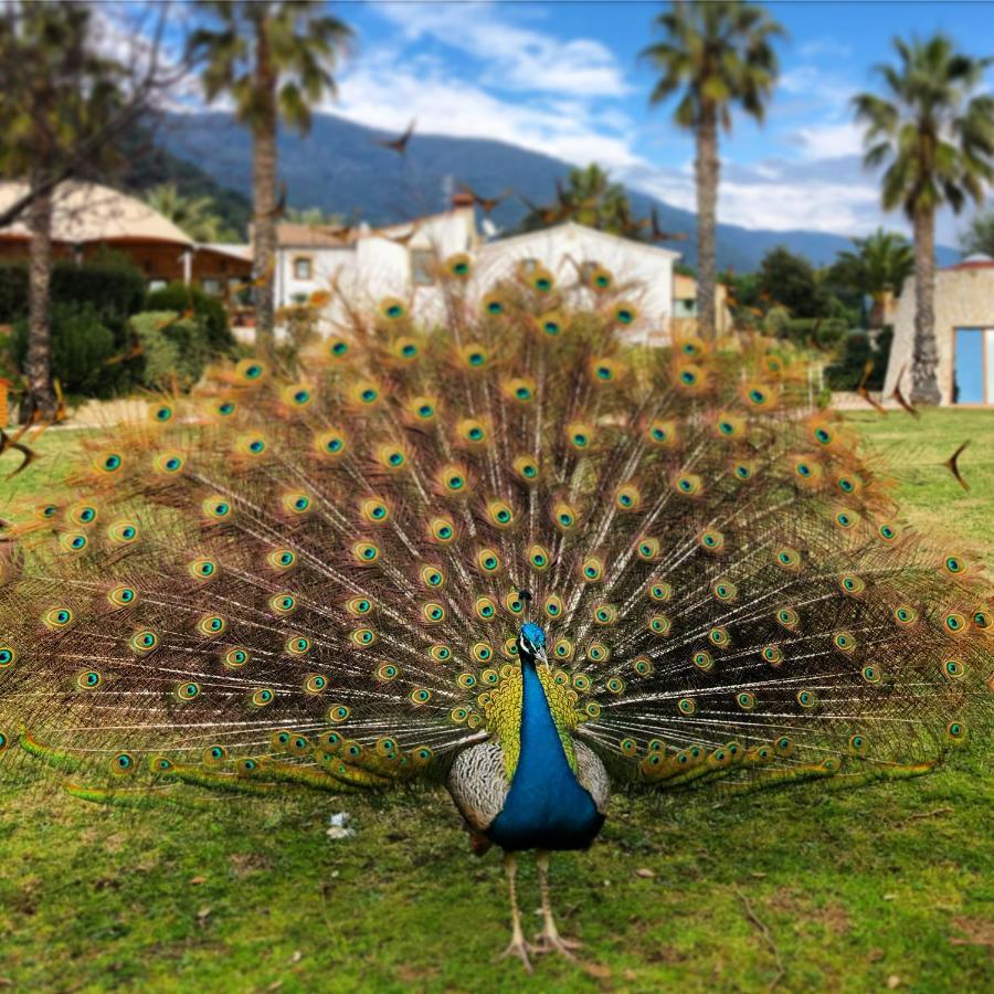Can Jordi Del Montnegre Villa Sant Iscle De Vallalta ภายนอก รูปภาพ